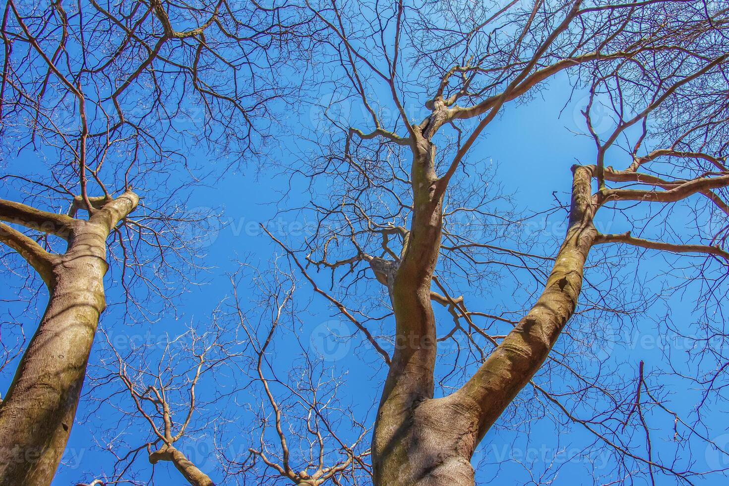 Background of the bark of a Cladrastis kentukea tree in sunny weather. Natural leather of nature. photo