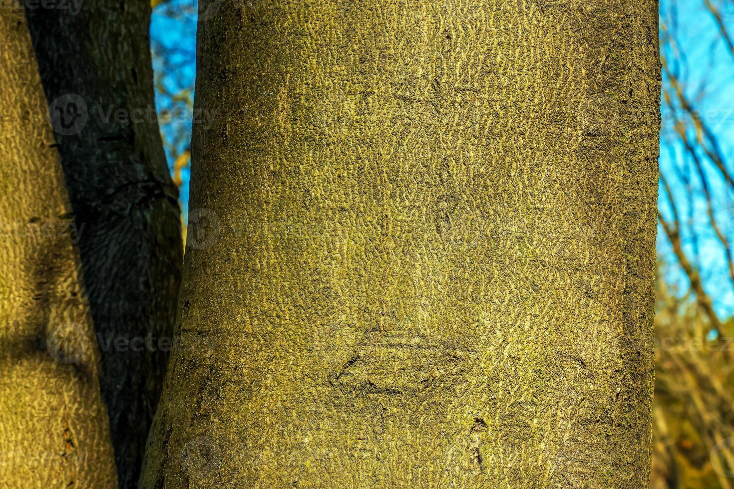 Background of the bark of a Cladrastis kentukea tree in sunny weather. Natural leather of nature. photo