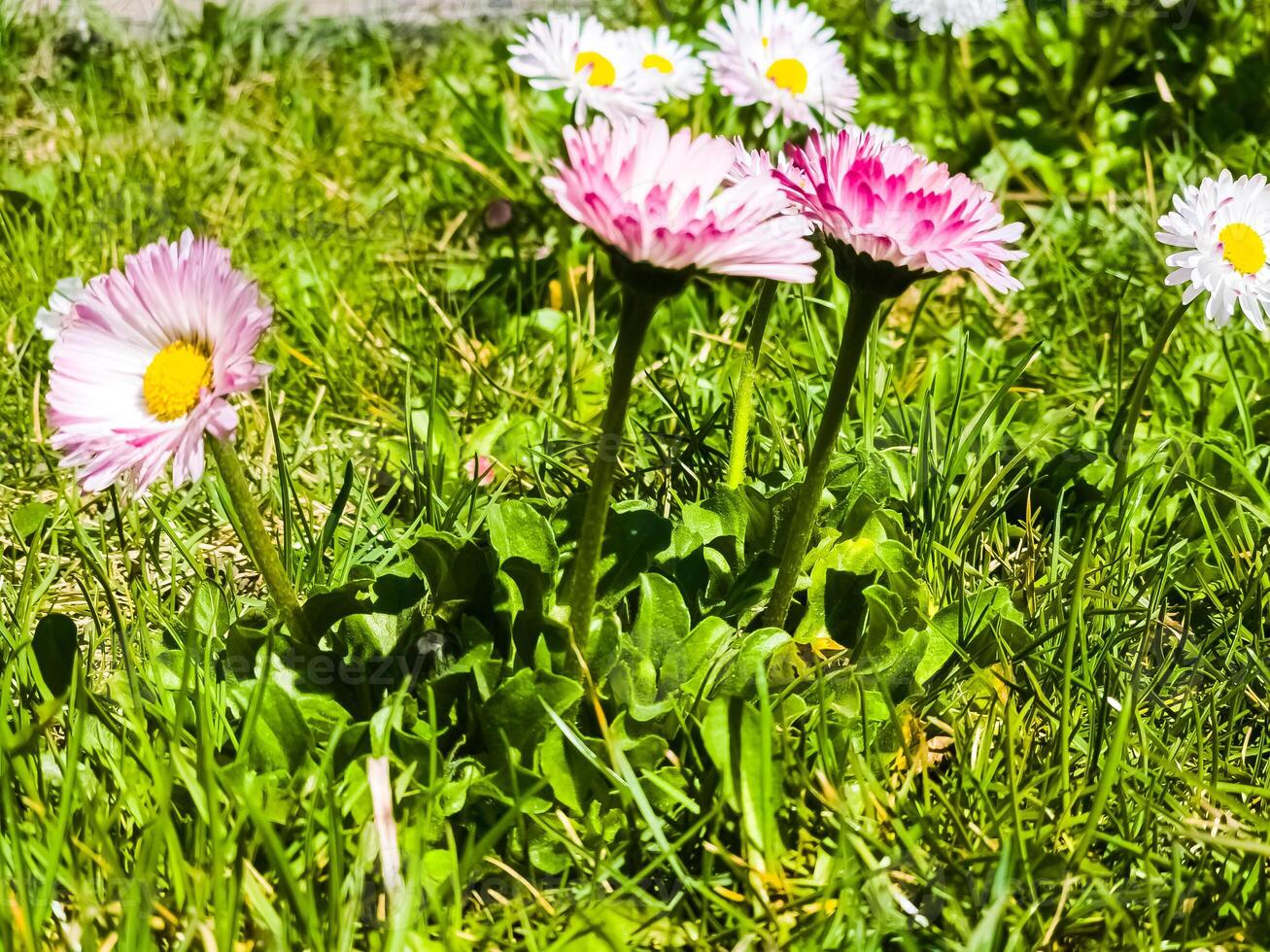 Delicate white and pink Daisies or Bellis perennis flowers on green grass. Lawn Daisy blooms in spring photo