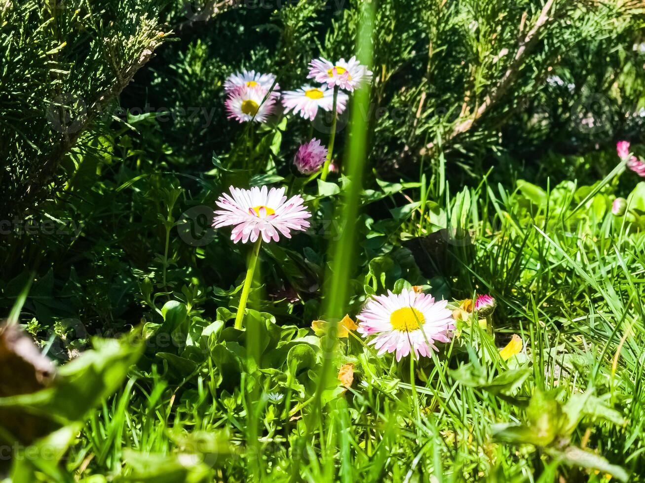 Delicate white and pink Daisies or Bellis perennis flowers on green grass. Lawn Daisy blooms in spring photo