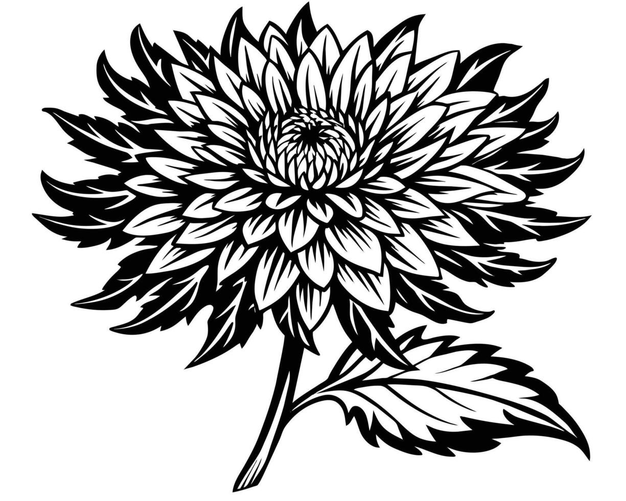 Black Silhouette Chrysanthemum Flower vector