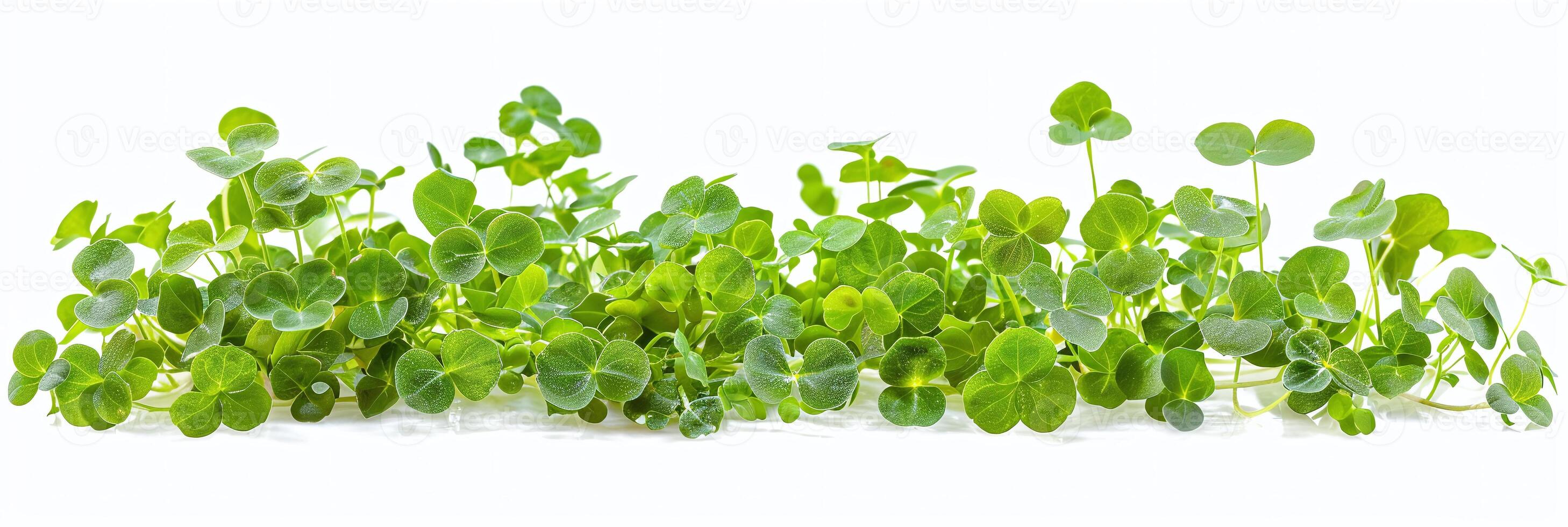 Vibrant microgreen banner, perfect for healthy food marketing, organic produce promotion, and culinary presentations. photo