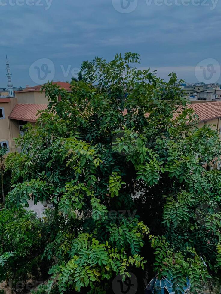 un árbol con verde hojas y un edificio en el antecedentes. foto