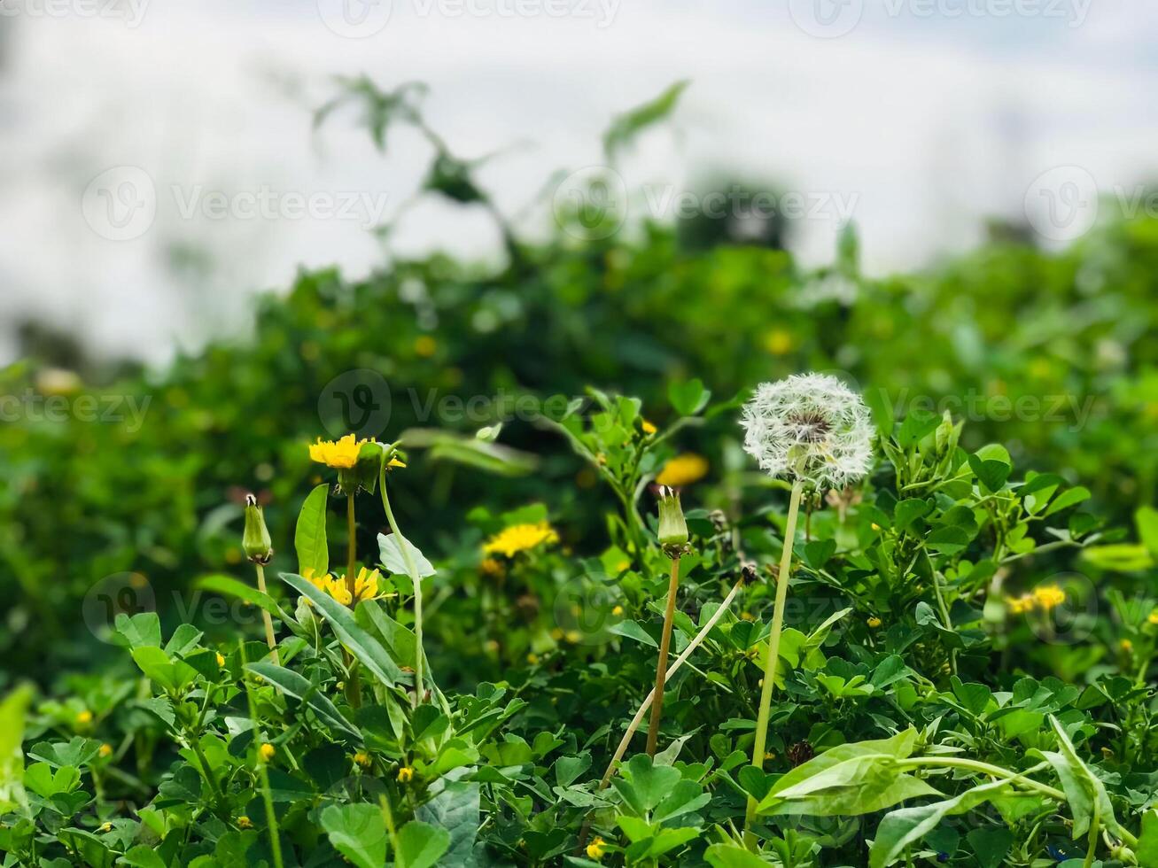 a field of green grass with some yellow flowers photo