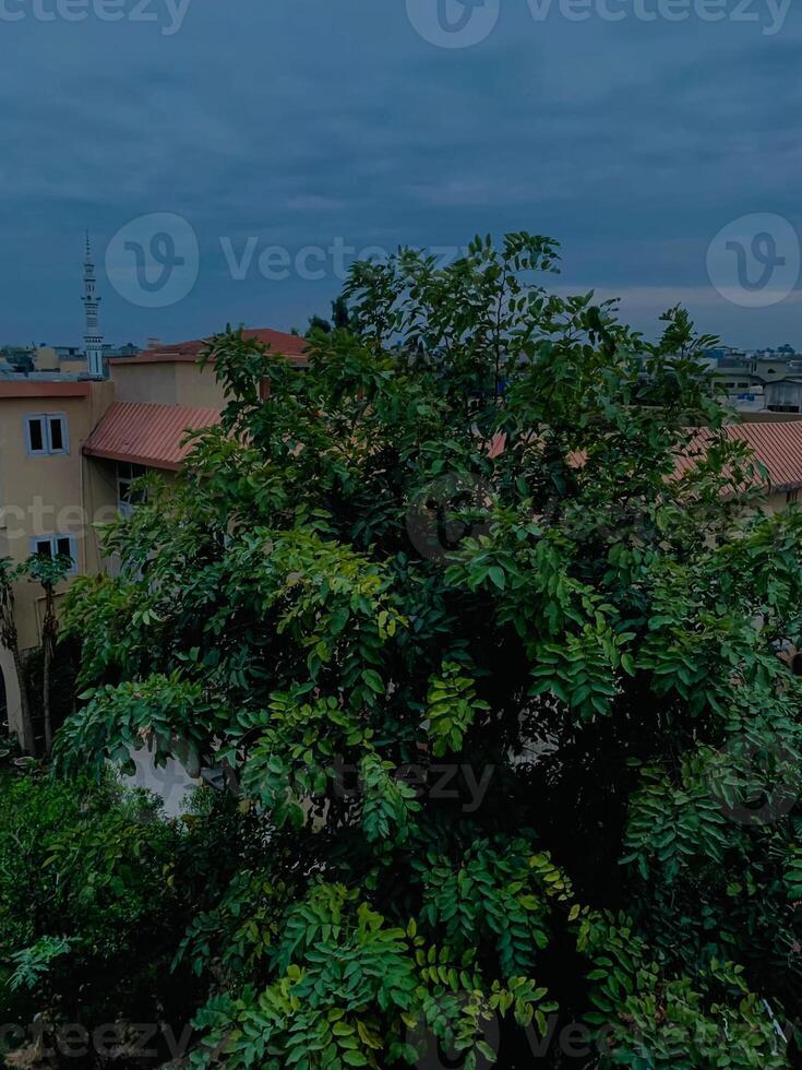 a tree with green leaves and a building in the background. photo