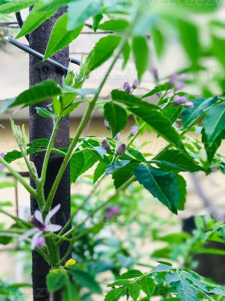 a close up of a plant with purple flowers and green leaves. photo