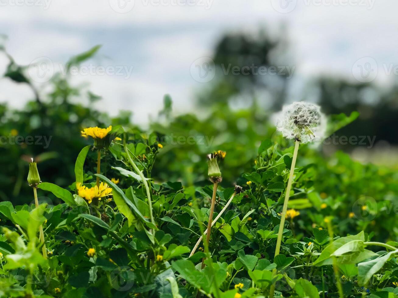 a field of green grass with some yellow flowers photo