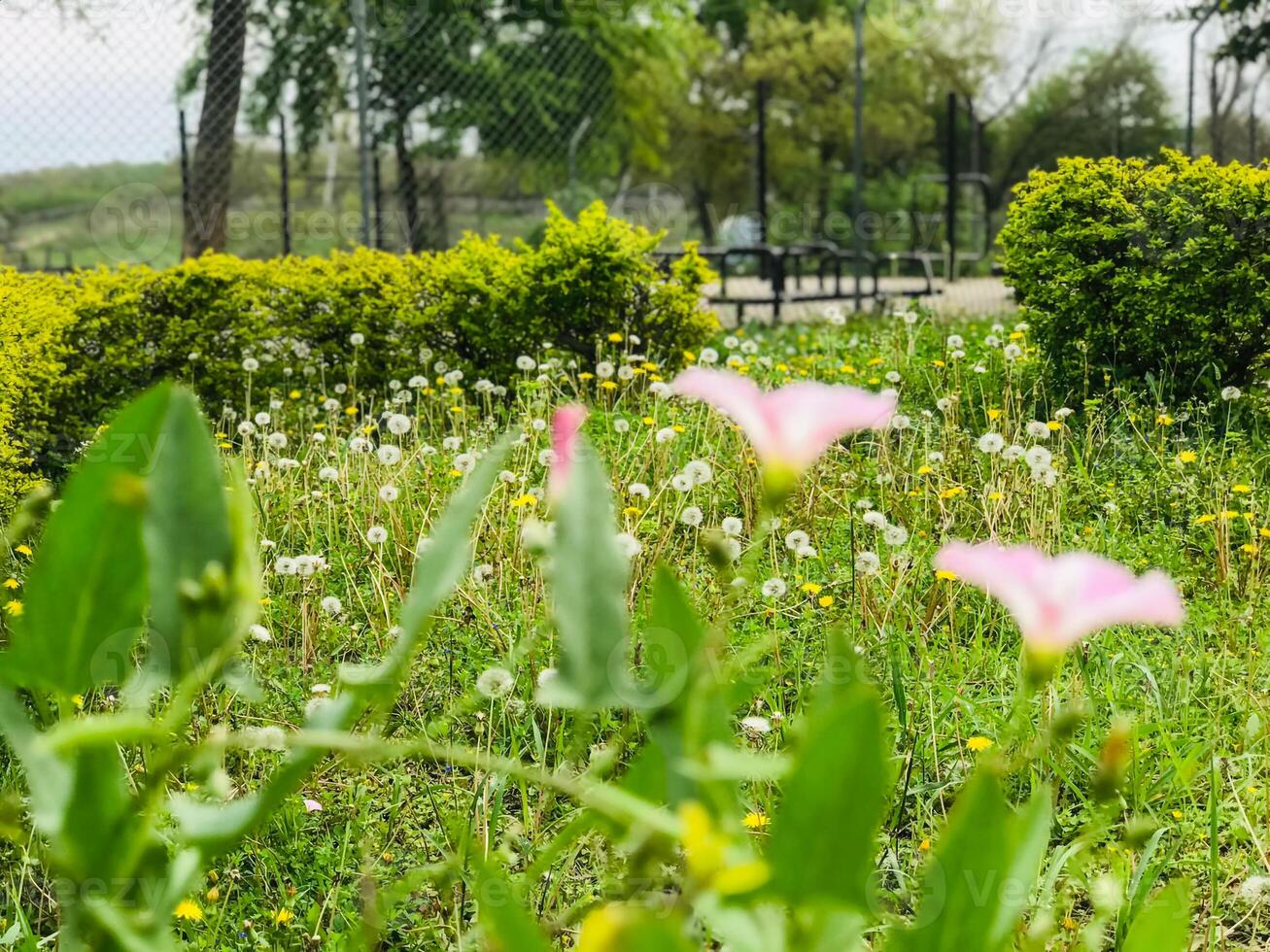 a bush with pink flowers and green leaves photo