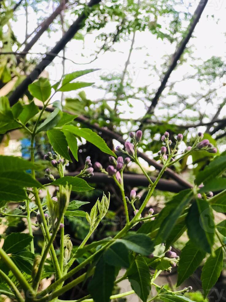 a close up of a plant with purple flowers and green leaves. photo