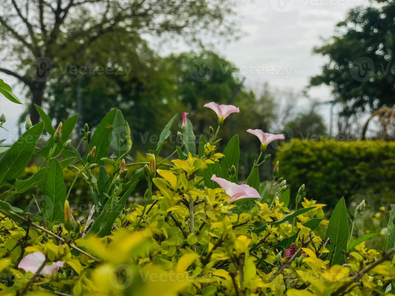 a bush with pink flowers and green leaves photo