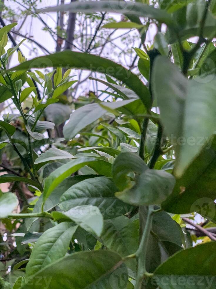 un cerca arriba de un árbol con hojas foto