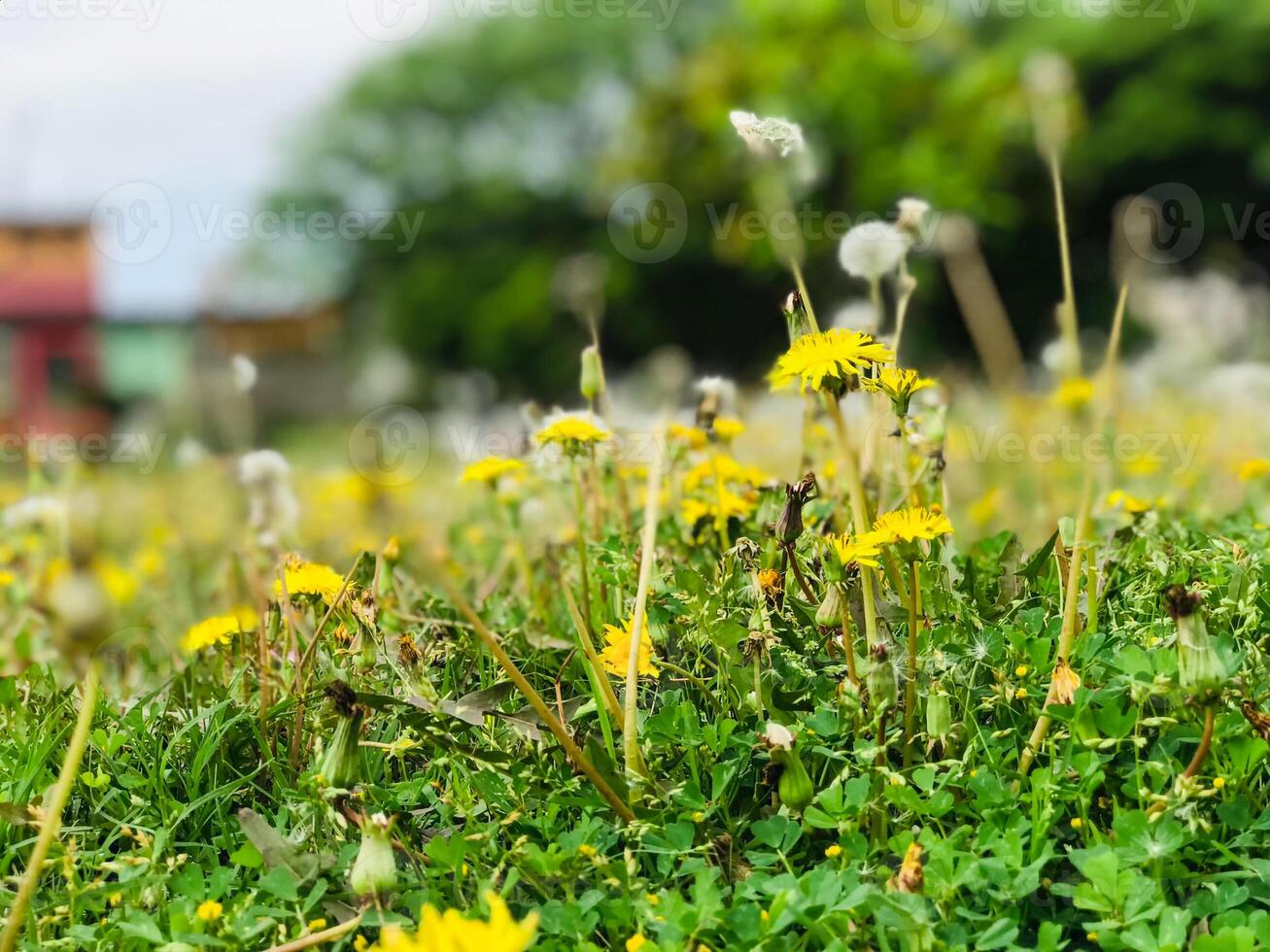 a field of dandelions with a blurry background of trees. photo