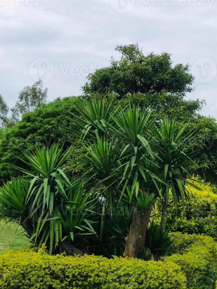 un árbol con un de madera cerca en el medio de eso foto