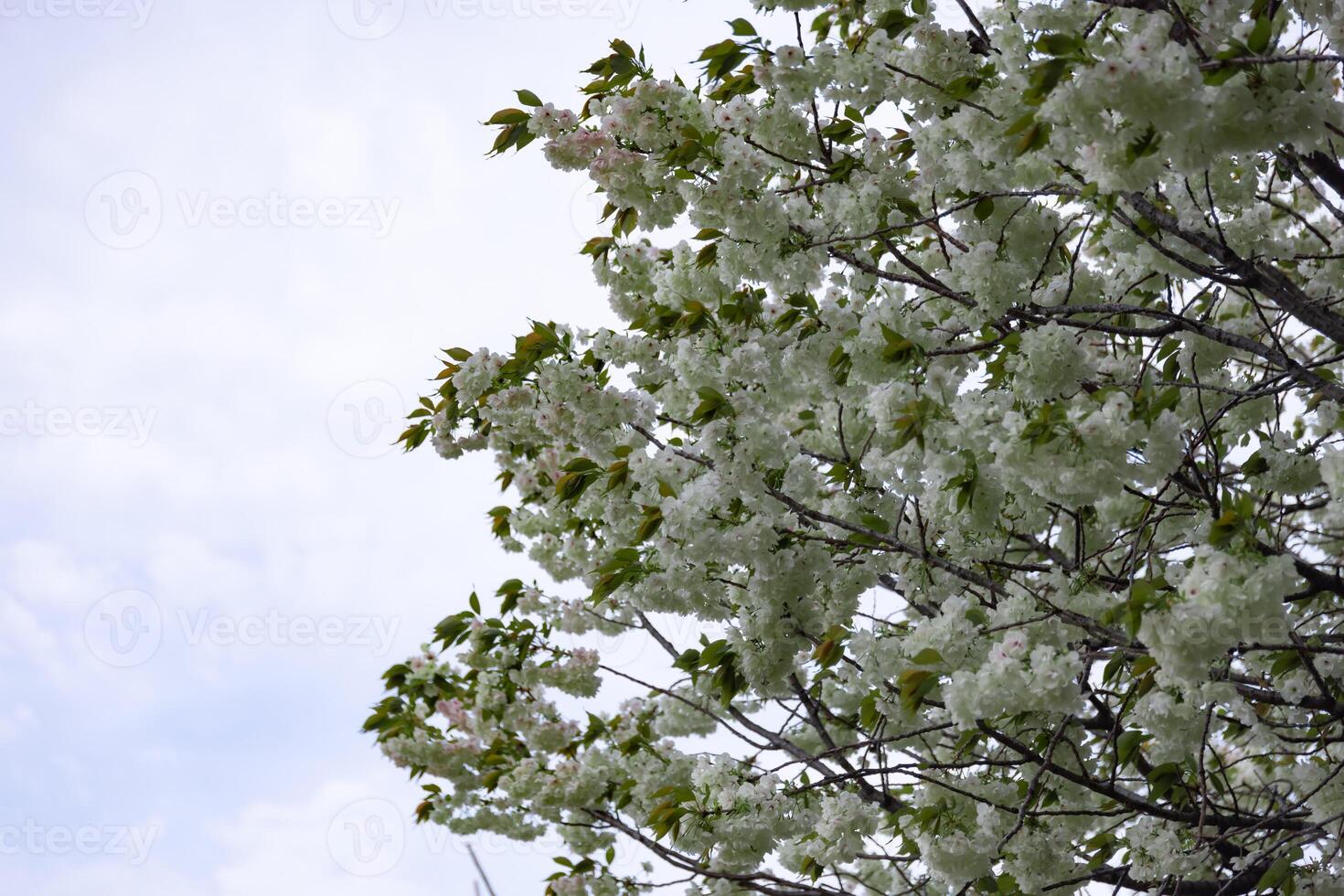 ukón Cereza flores balanceo en el viento nublado día foto