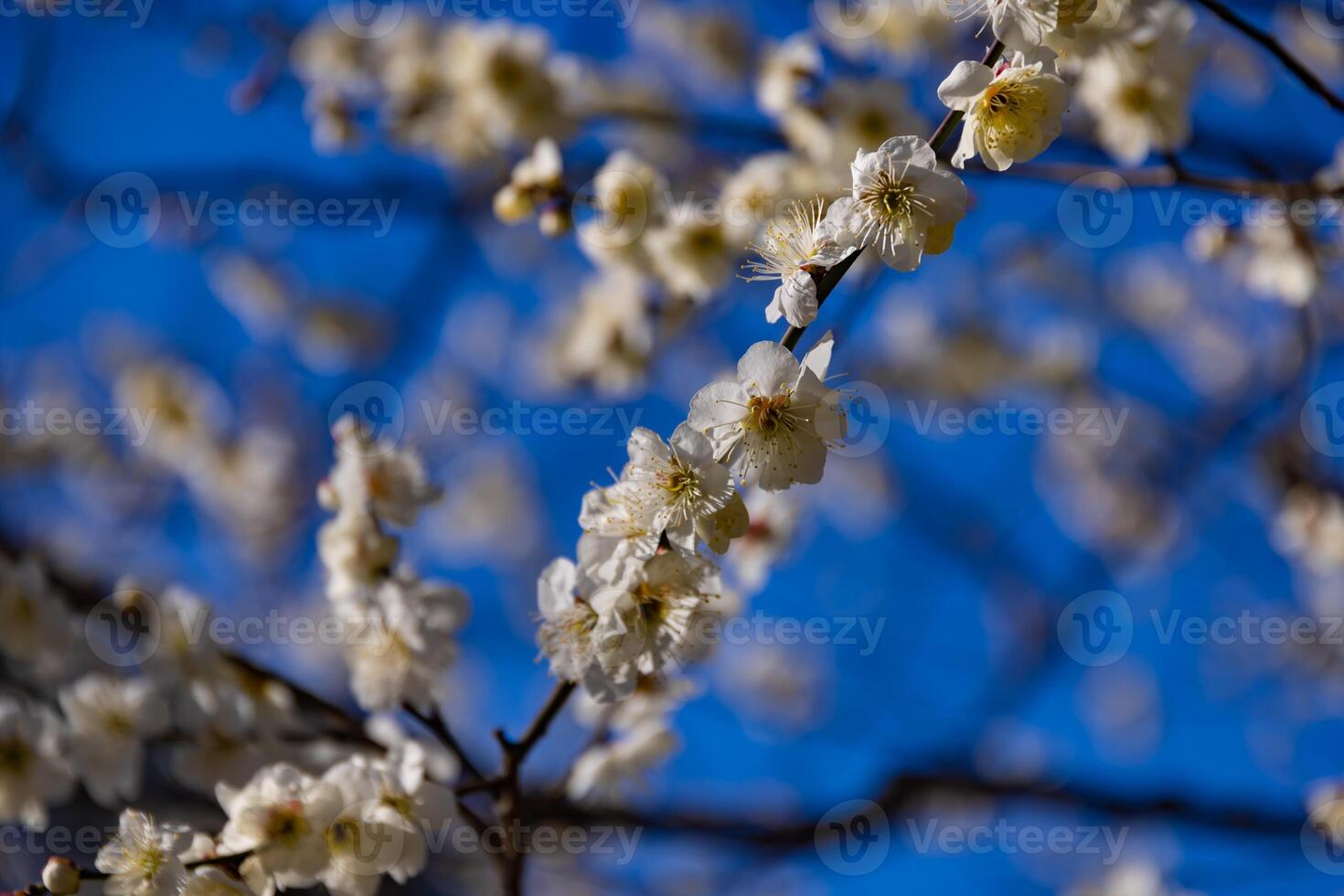 Plum flower behind the blue sky sunny day photo