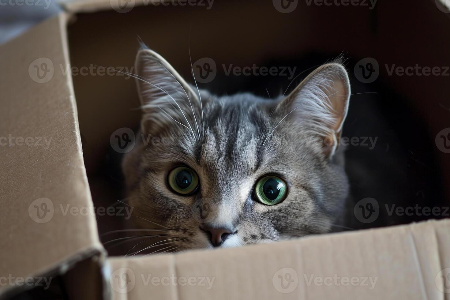 Cute cat looking out of the box photo