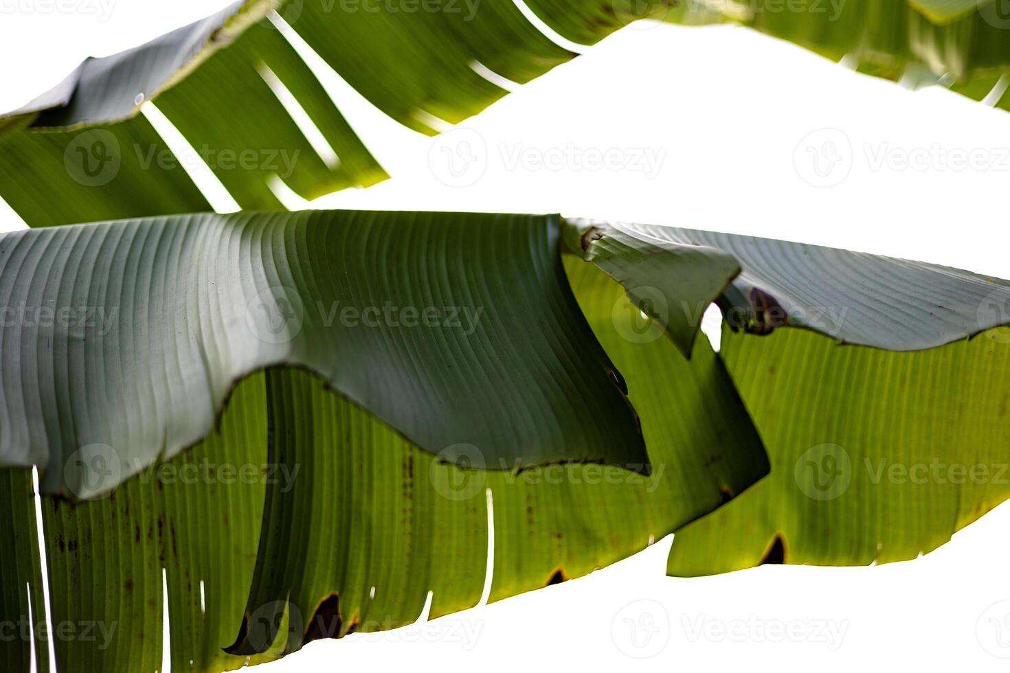 Banana Leave background. Bottom view of tropical green leaves. photo