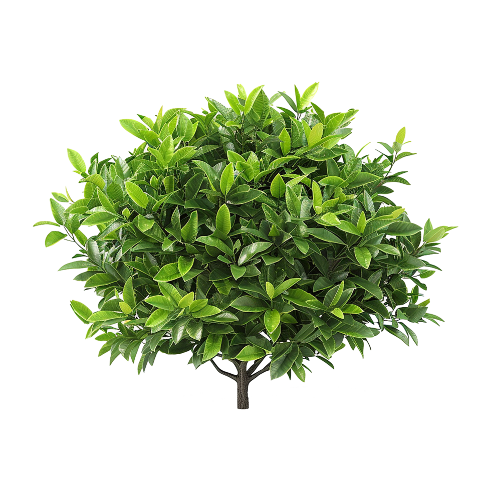 Green bush isolated on transparent background png