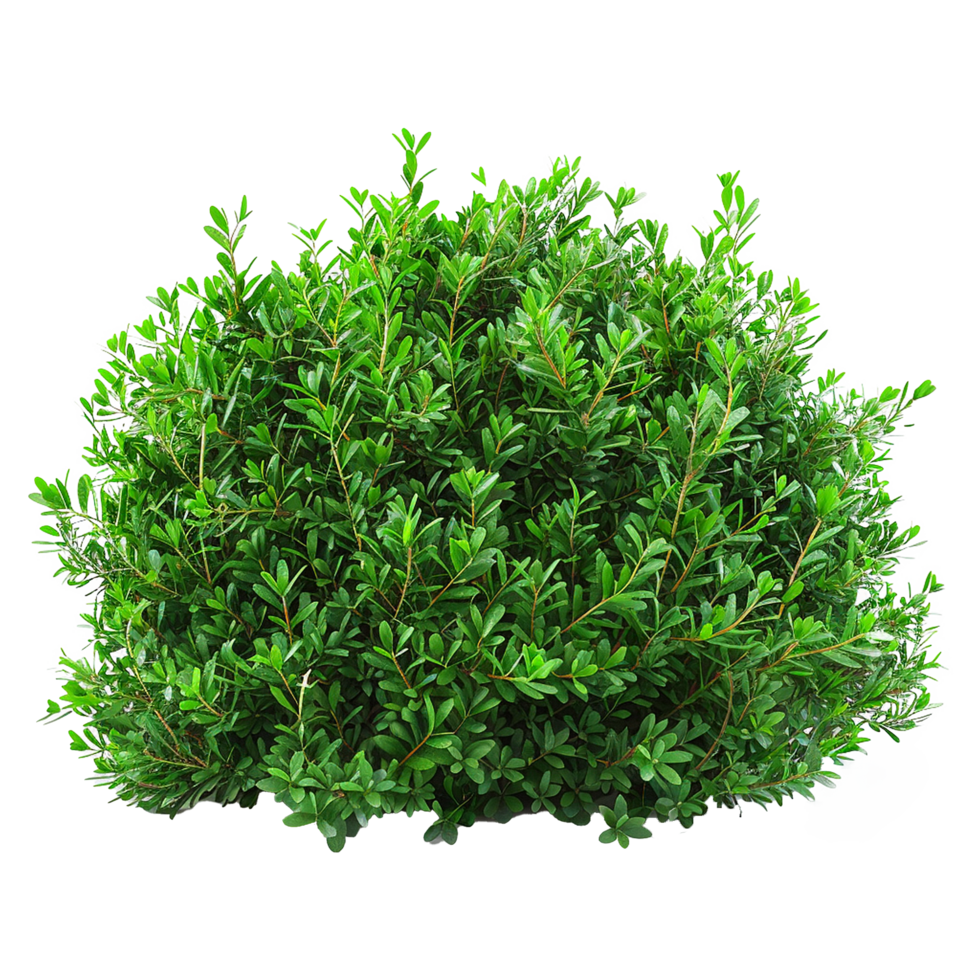 Green bush isolated on transparent background png