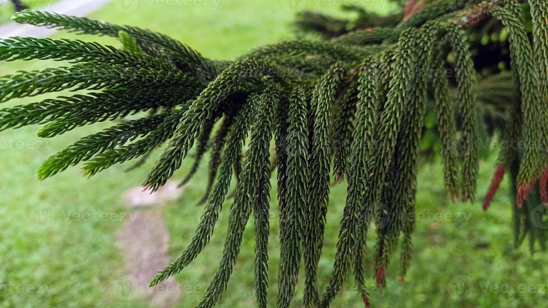 Natural and beautiful Cook pine tree. photo