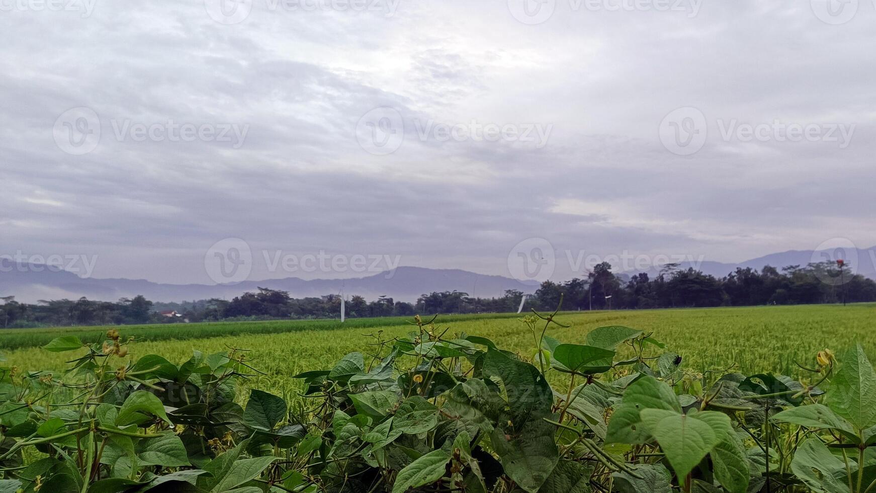 View of green rice fields with a road flanked by rice fields and surrounded by hills photo