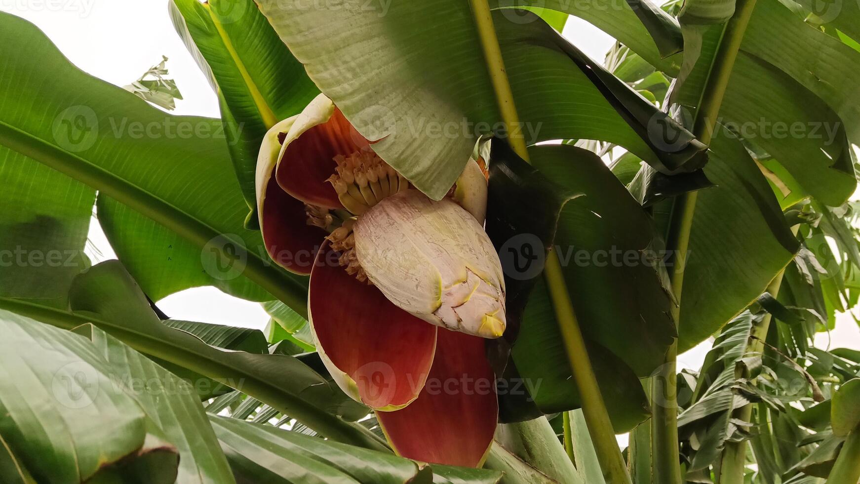 foto de el corazón de un plátano árbol comenzando a crecer