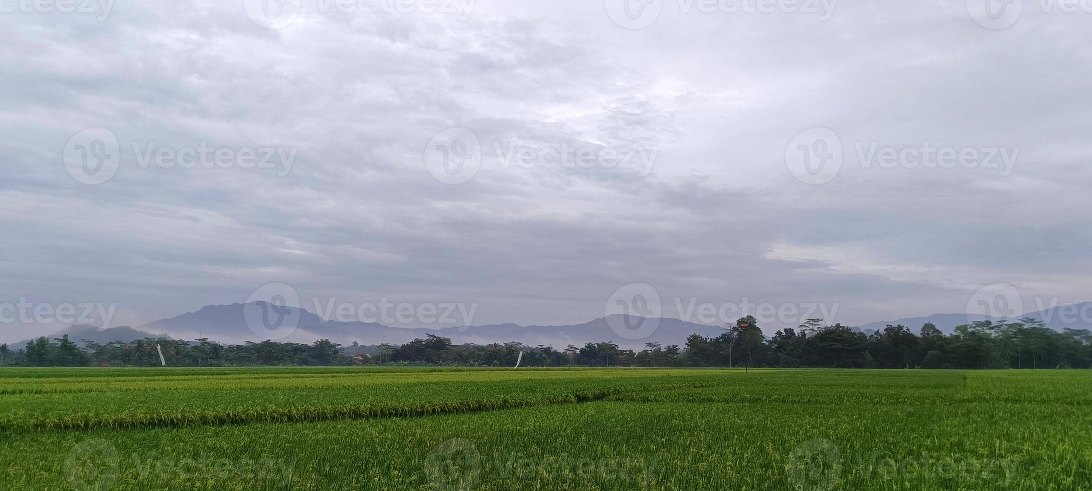 ver de verde arroz campos con un la carretera flanqueado por arroz campos y rodeado por colinas foto