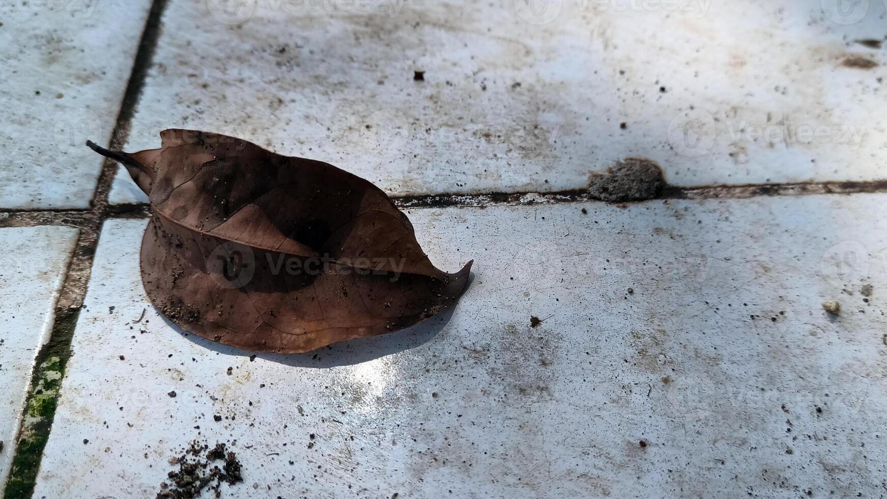 macrophoto of dry leaves on the floor photo