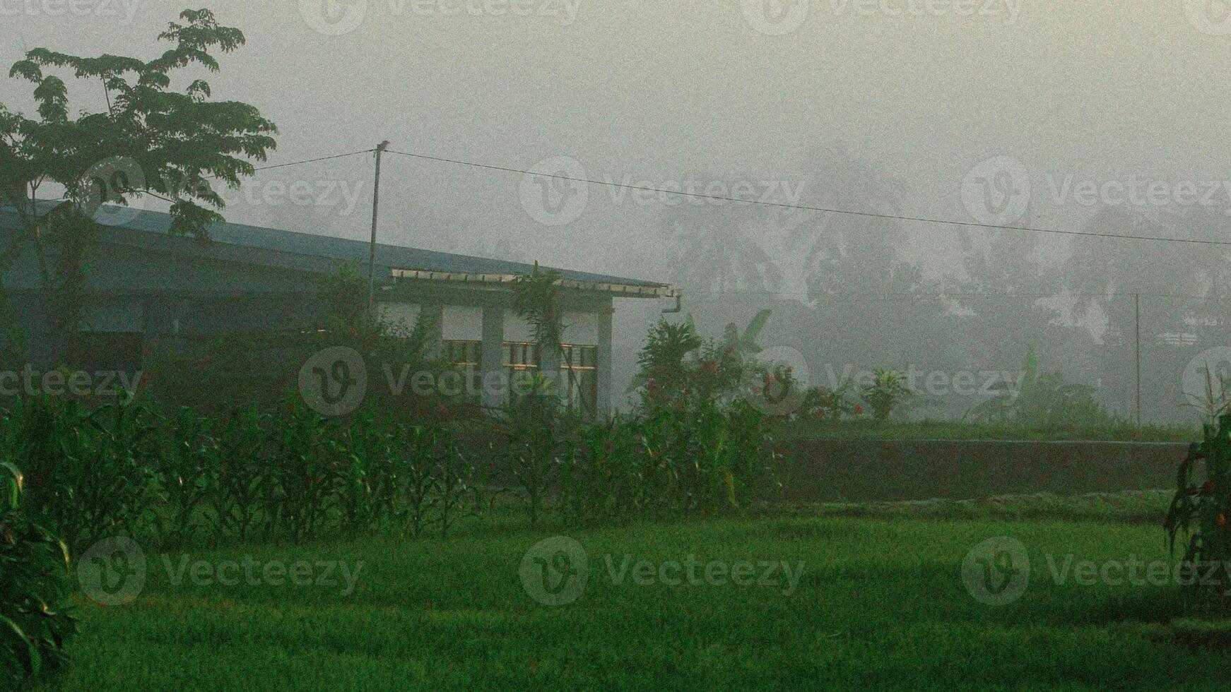 Rice fields in the morning covered in fog photo