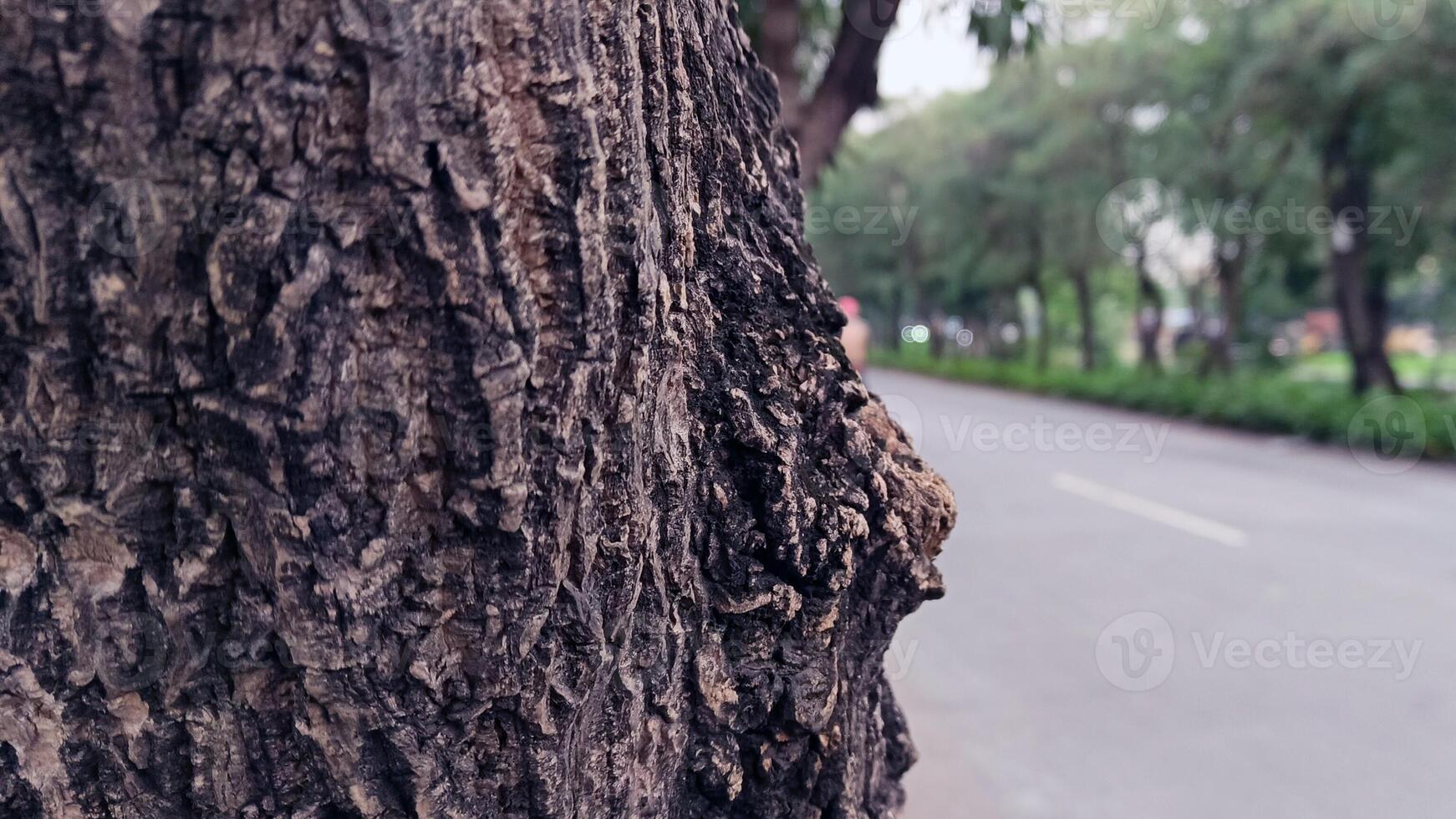 Macro photos of tree bark that looks old are usually used as the background textured