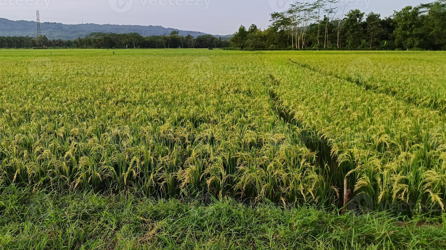 View of green rice fields with a road flanked by rice fields and surrounded by hills photo