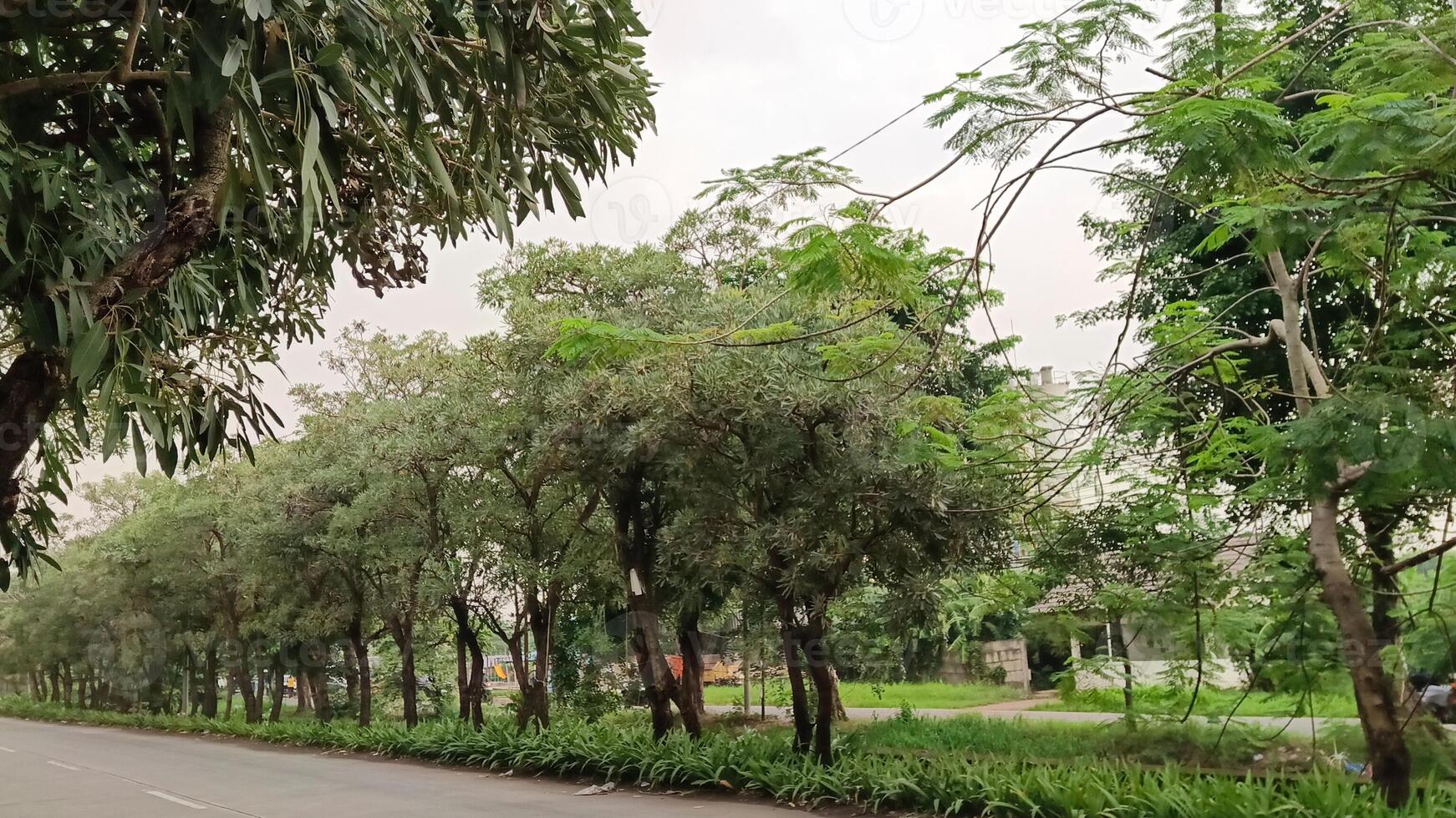 Beautiful view of trees on the side of the road decorated with a clean blue sky photo