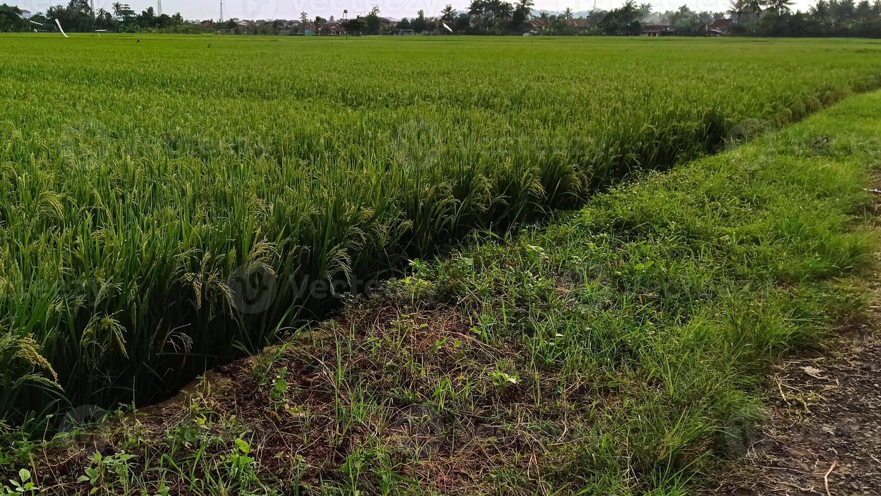 View of green rice fields with a road flanked by rice fields and surrounded by hills photo