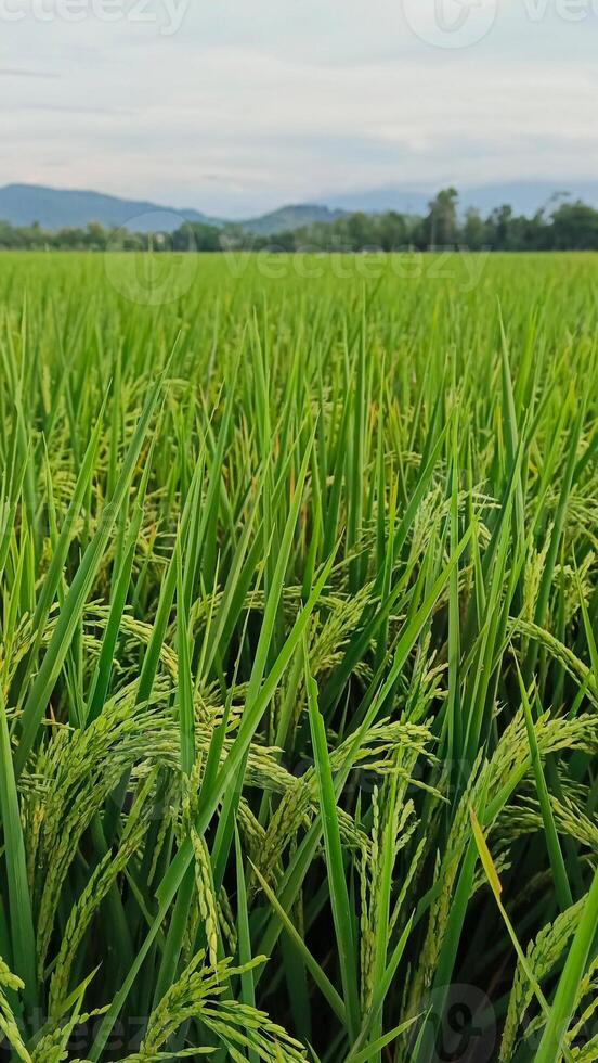 Portrait of a rice plant that is starting to turn yellow and the grain is coming out photo