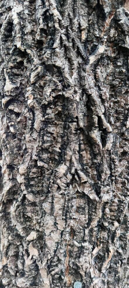 Macro photos of tree bark that looks old are usually used as the background textured