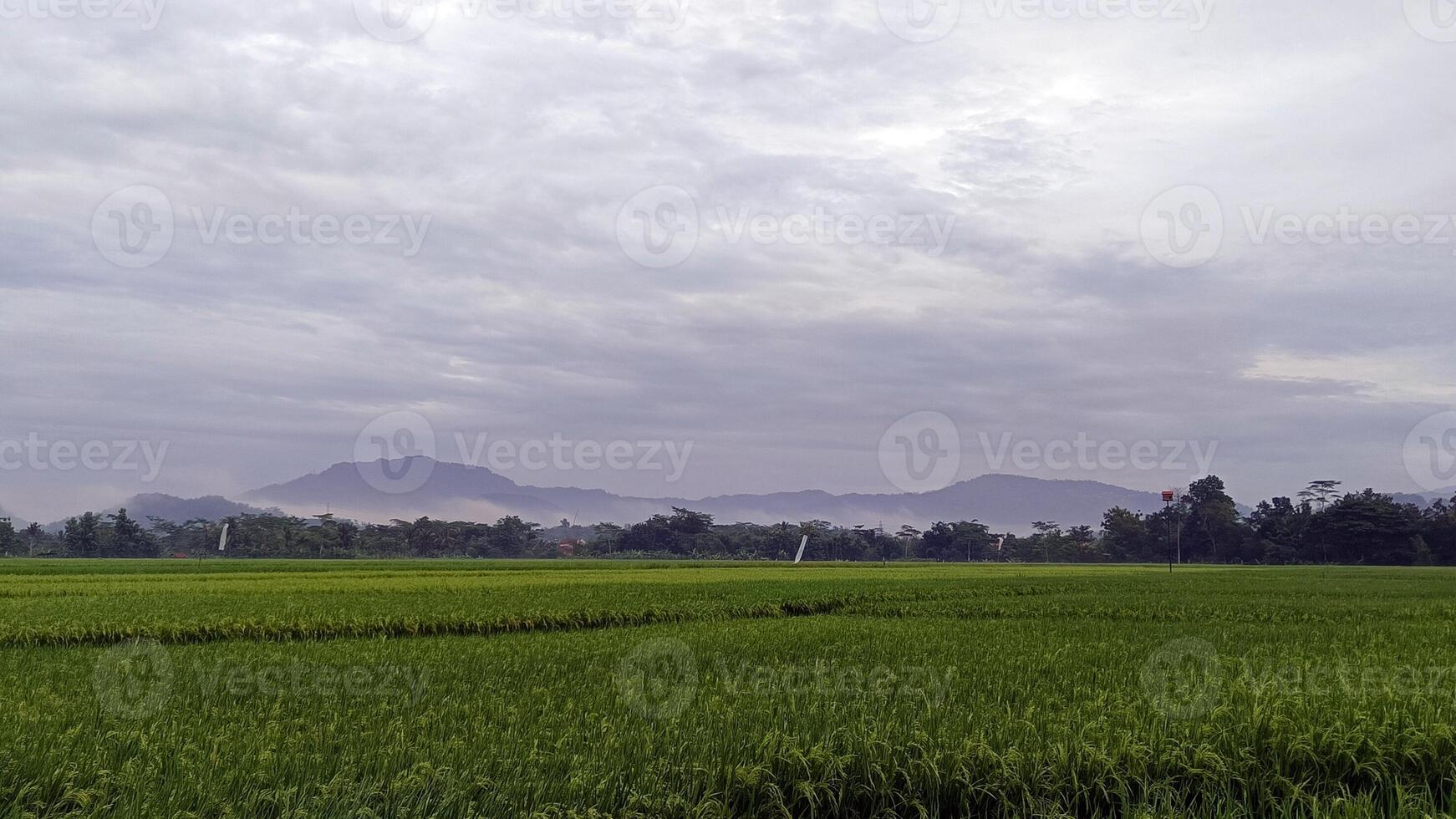 View of green rice fields with a road flanked by rice fields and surrounded by hills photo