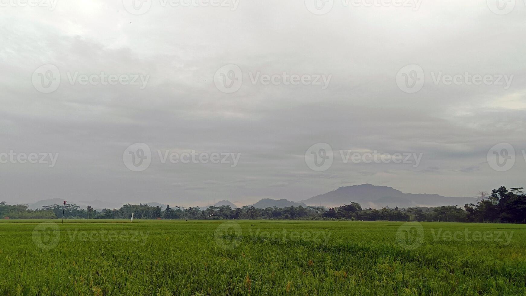 View of green rice fields with a road flanked by rice fields and surrounded by hills photo