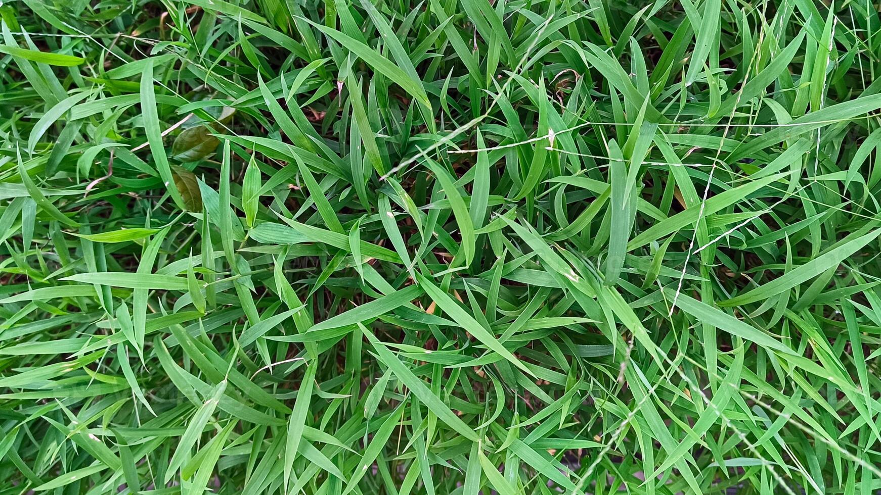 Portrait of green grass, in a garden that grows beautifully and freshly photo