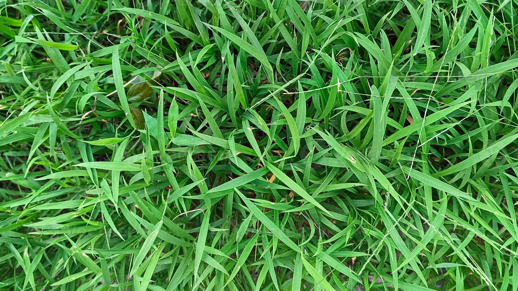Portrait of green grass, in a garden that grows beautifully and freshly photo