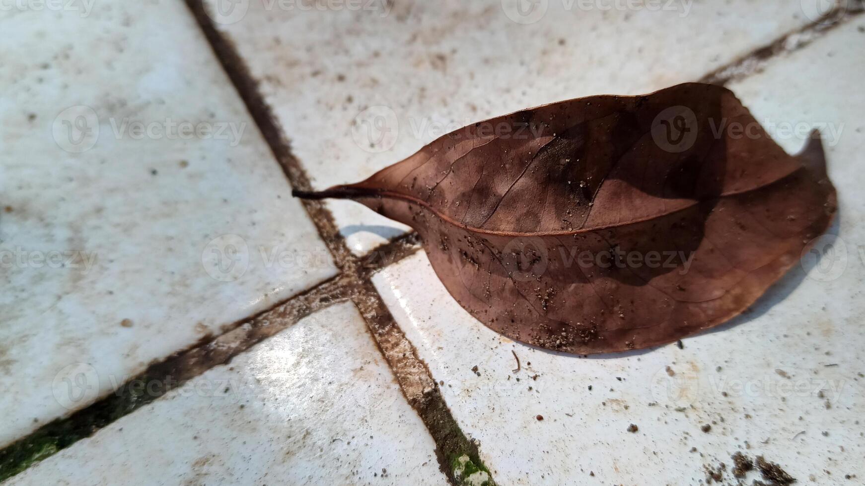 macrophoto of dry leaves on the floor photo