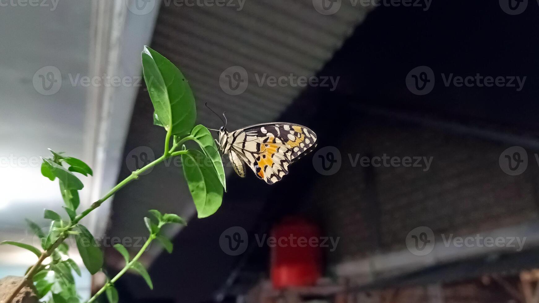 portrait of a butterfly perched on a leaf at night photo