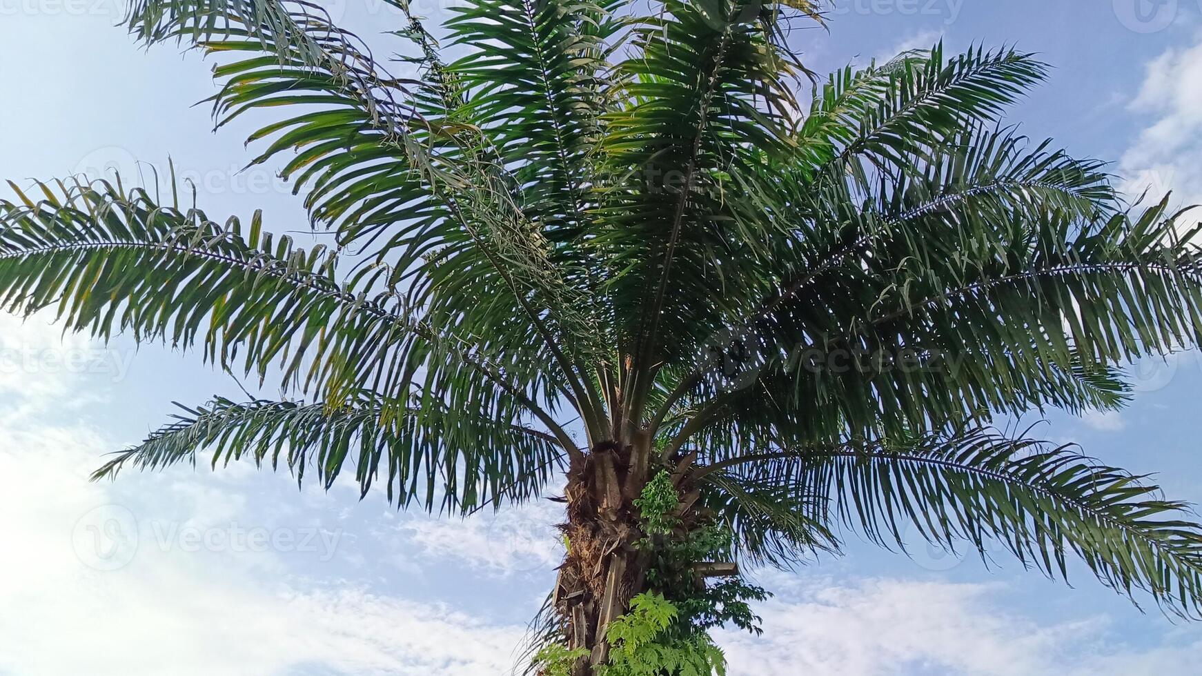 Oil palm plants which are used as shade trees in urban areas are decorated with blue skies photo