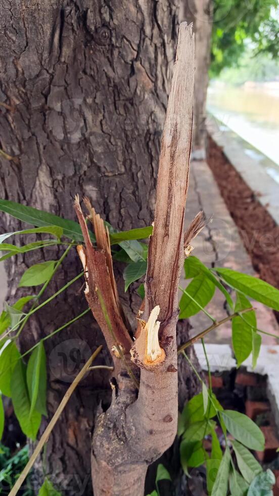 Macro photos of tree bark that looks old are usually used as the background textured