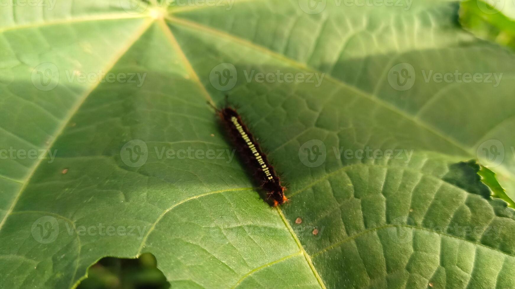 A caterpillar on a green leaf. photo