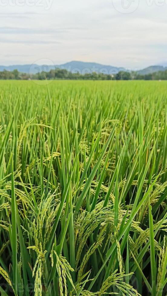 Portrait of a rice plant that is starting to turn yellow and the grain is coming out photo