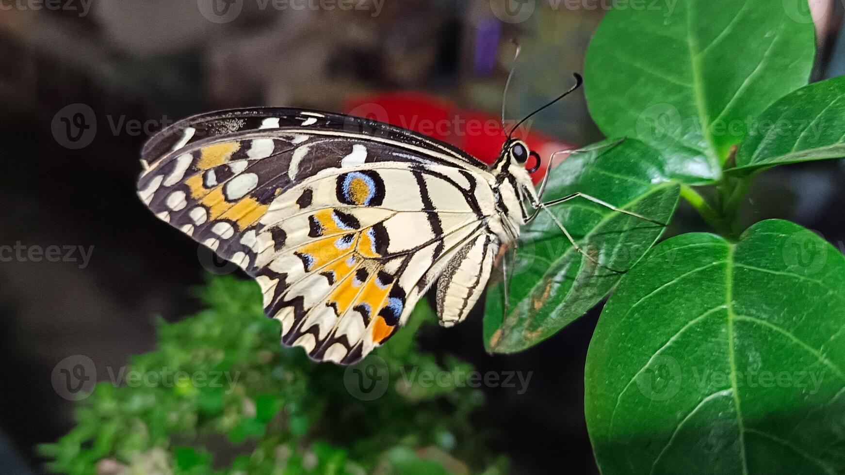 portrait of a butterfly perched on a leaf at night photo