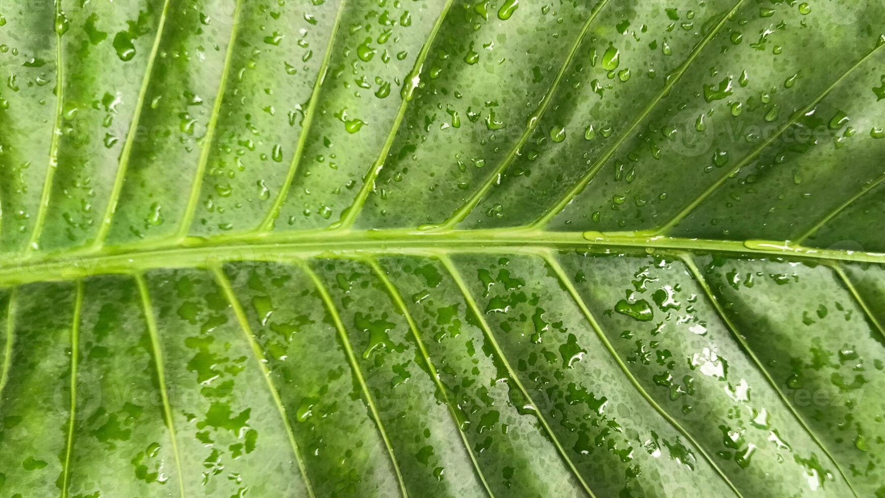 Portrait of taro leaves exposed to morning dew photo