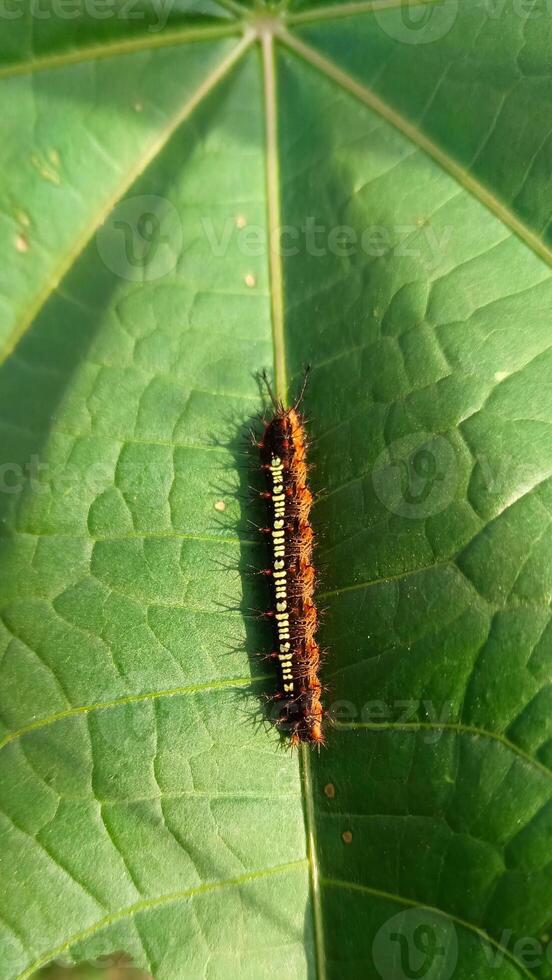 A caterpillar on a green leaf. photo