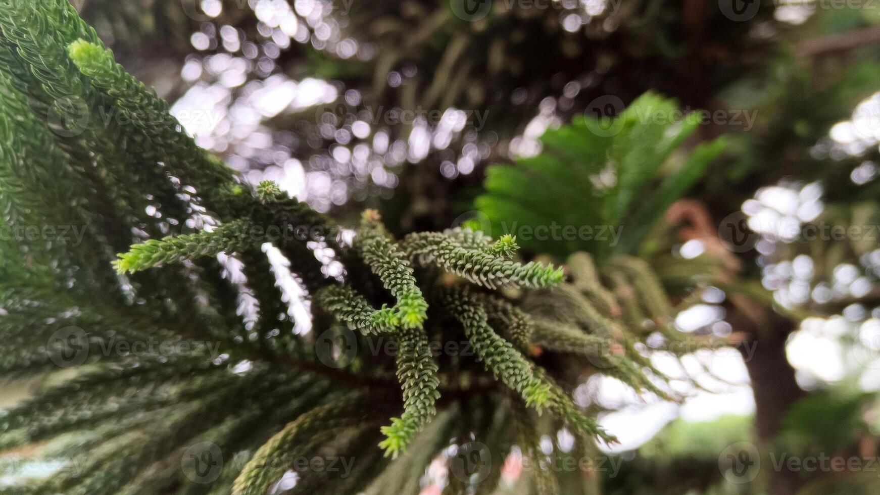 Natural and beautiful Cook pine tree. photo