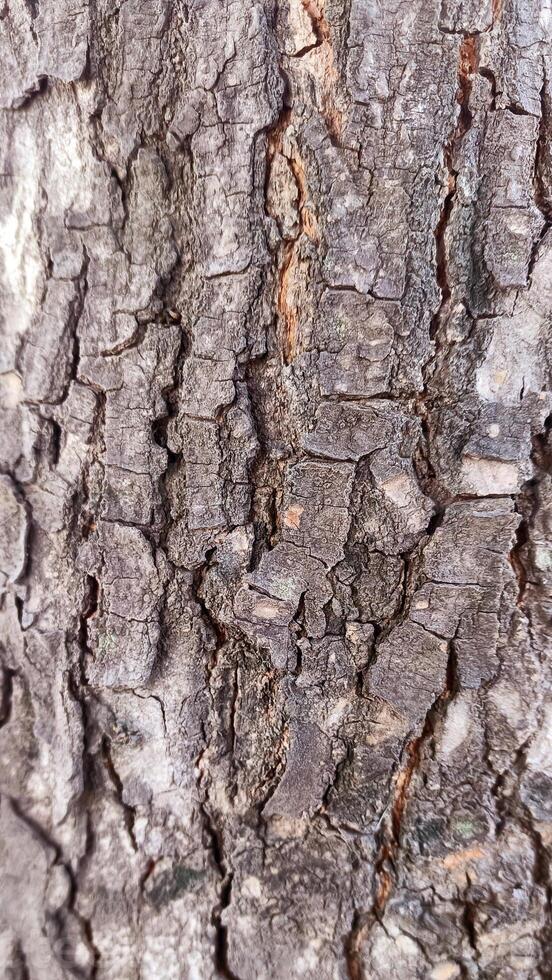 macro fotos de árbol ladrar ese mira antiguo son por lo general usado como el antecedentes texturizado